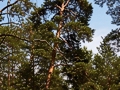 Pinus sylvestris IMG_9897 Sosna pospolita